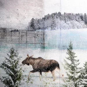 Moose II